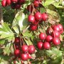 Eenstijlige meidoorn (Crataegus monogyna) bessen